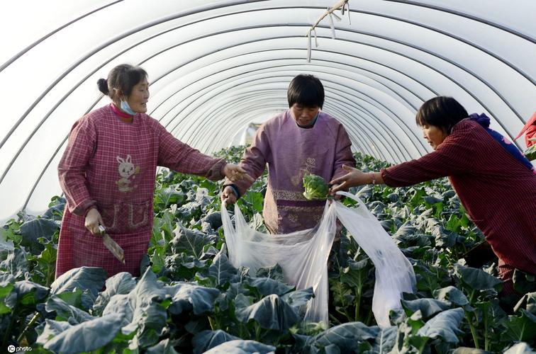 2020年12月14日,河南汝南,近年来,汝南县运用"企业示范 基地推广 农户