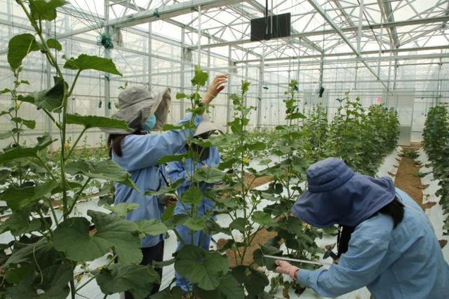 近日,嘉定区农业技术推广服务中心哈密瓜科研基地内,栽种的夏秋茬西瓜